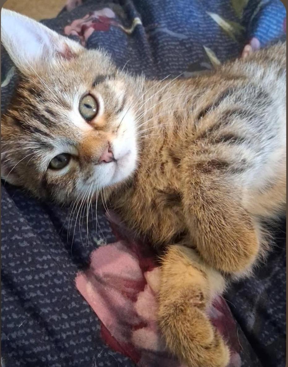 Teddy, adopted, Kitten Male Domestic Short Hair.