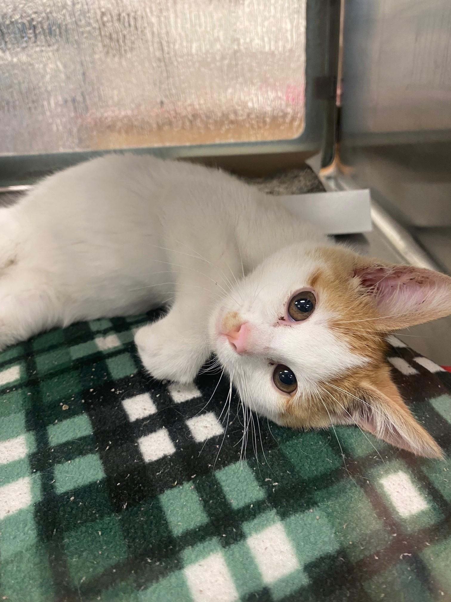 Enlarge Chester A217984, an adopted Domestic Short Hair in Plano, TX image 3/3