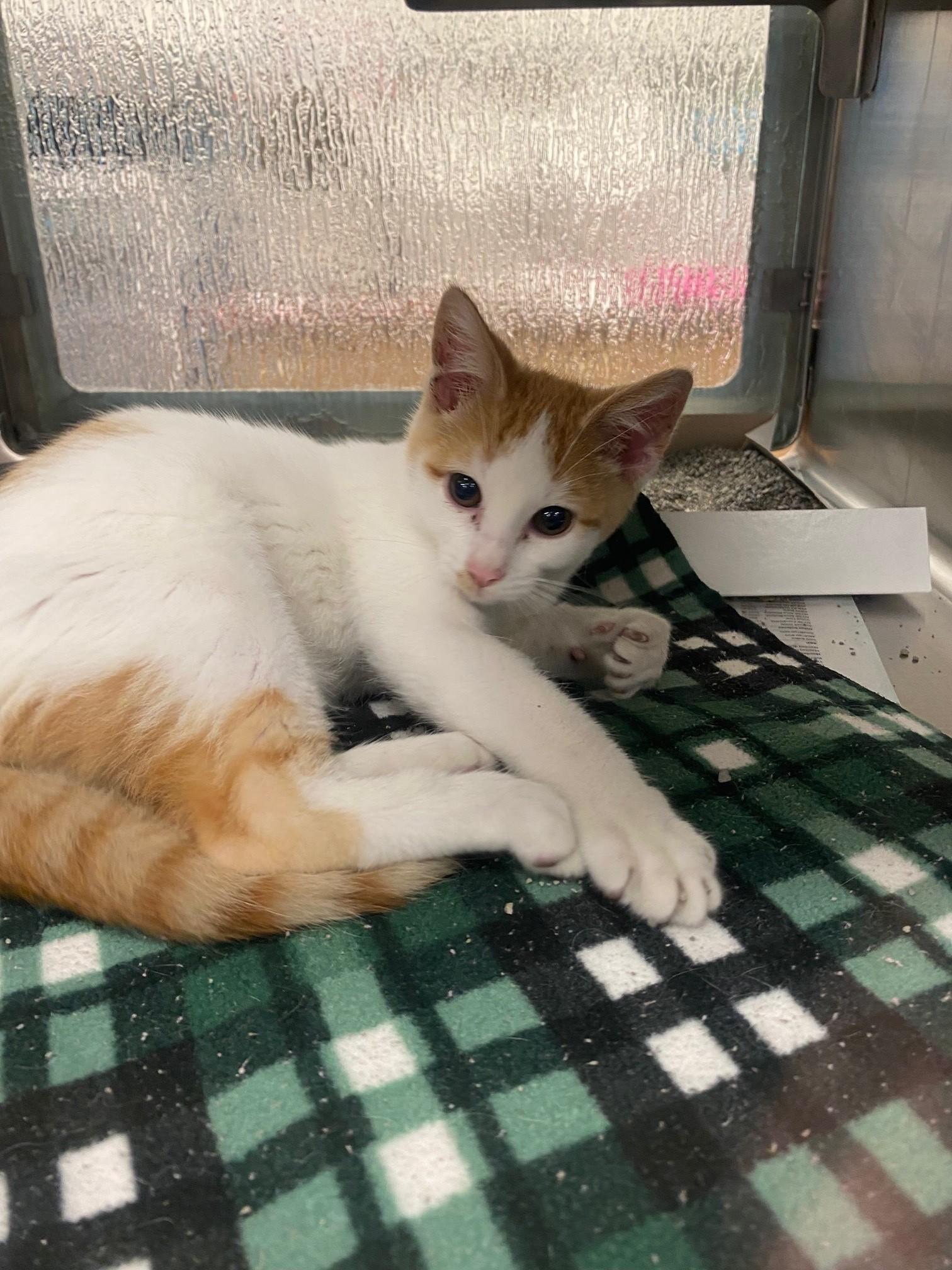 Enlarge Chester A217984, an adopted Domestic Short Hair in Plano, TX image 2/3