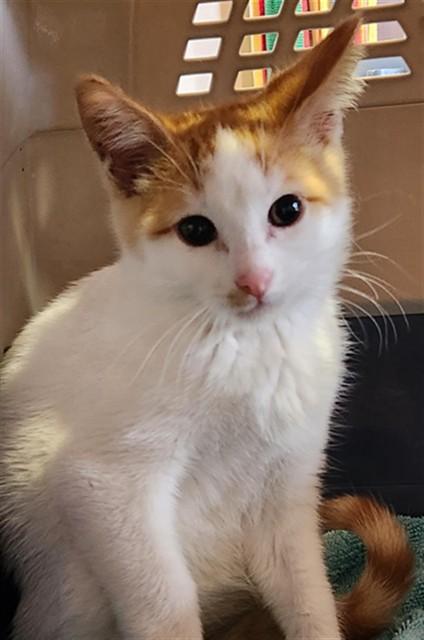 Enlarge Chester A217984, an adopted Domestic Short Hair in Plano, TX image 1/3