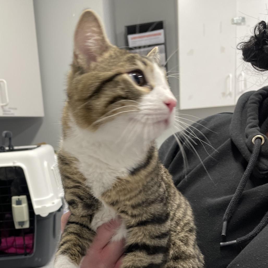 Lester, Adoptable, Young Male Domestic Short Hair.