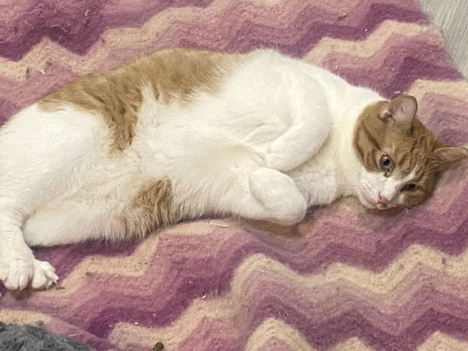 Enlarge Gus, a Adopted Domestic Short Hair in Zimmerman, MN image 2/3