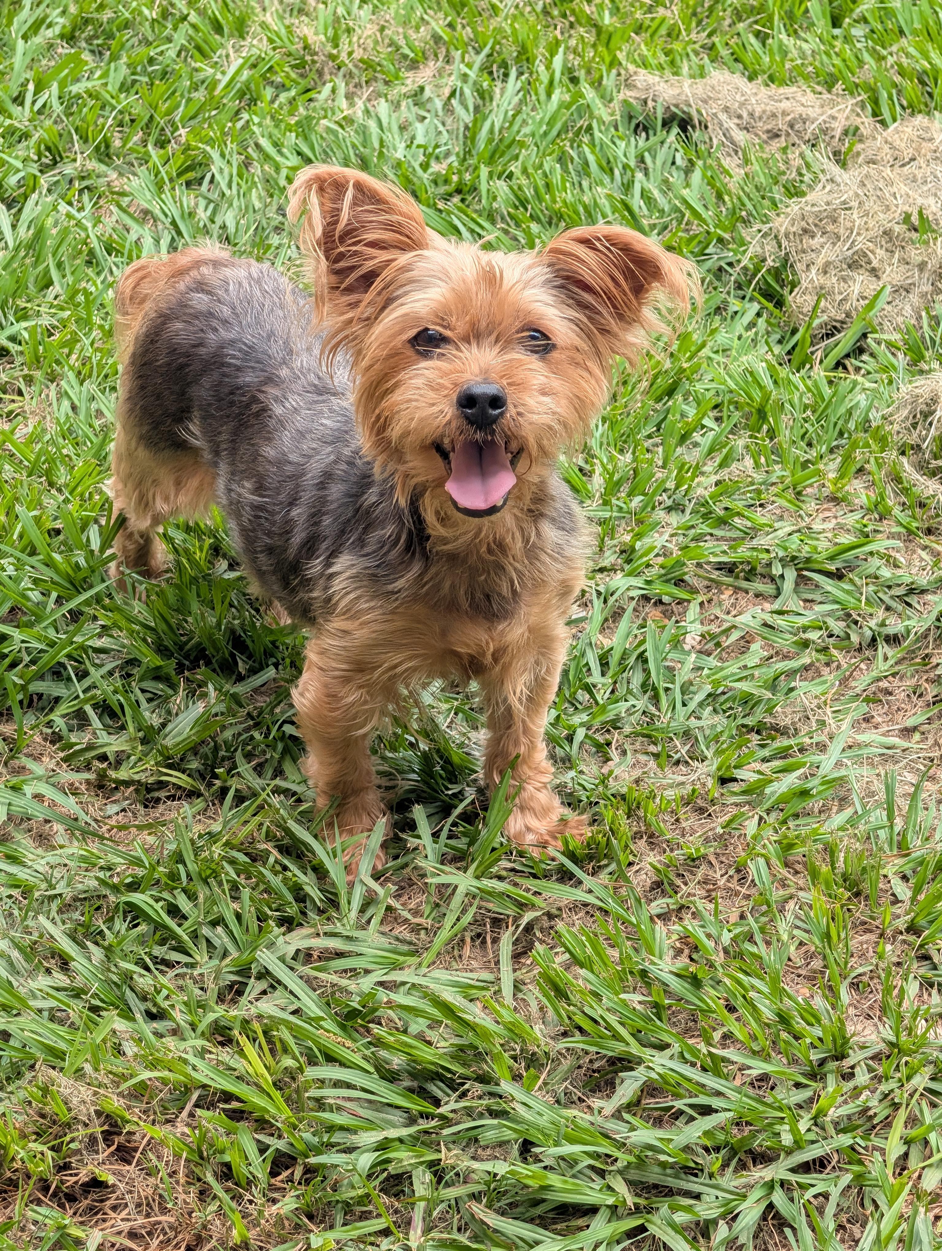 Enlarge Gidget, an adoptable Yorkshire Terrier in Baton Rouge, LA image 2/3
