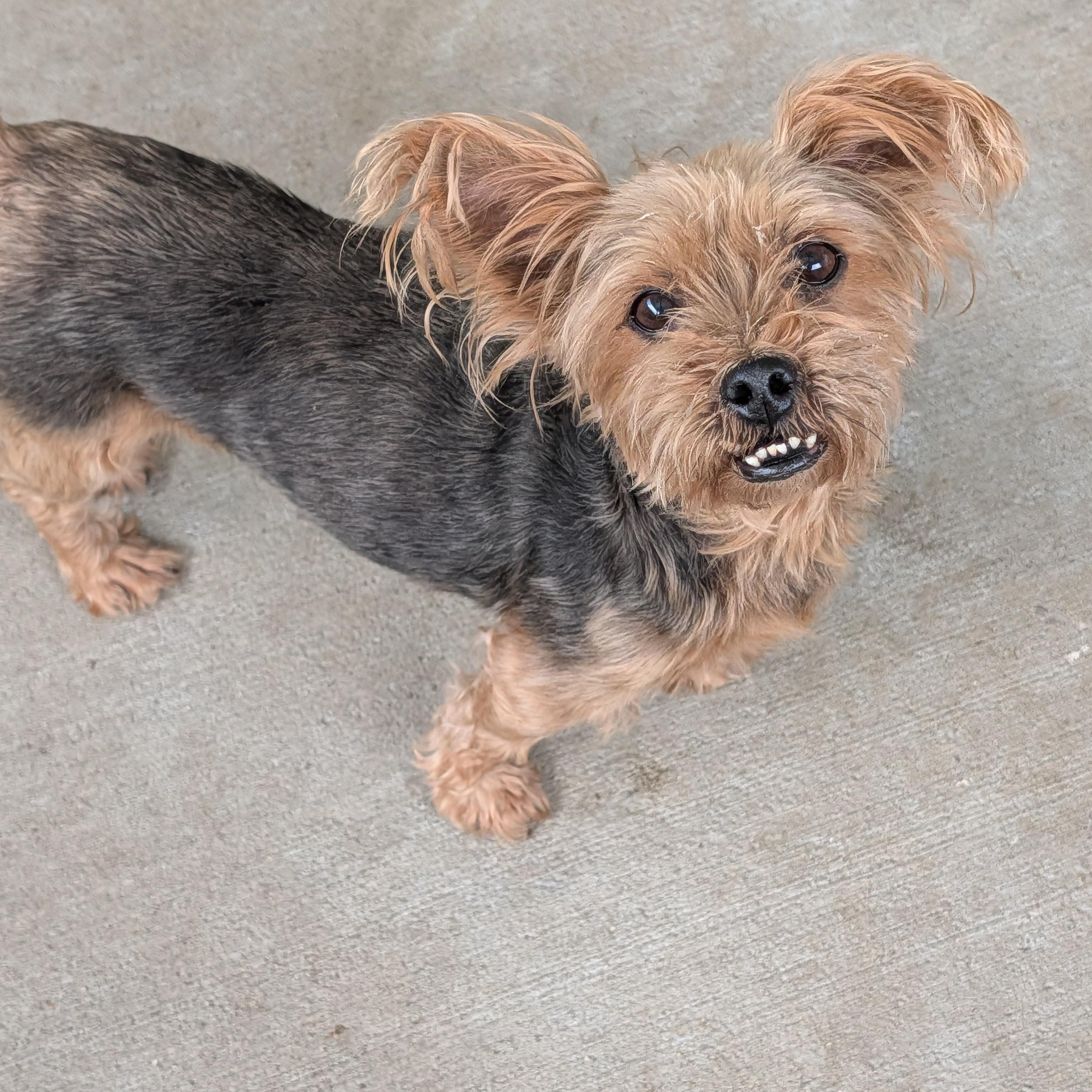 Enlarge Gidget, an adoptable Yorkshire Terrier in Baton Rouge, LA image 3/3
