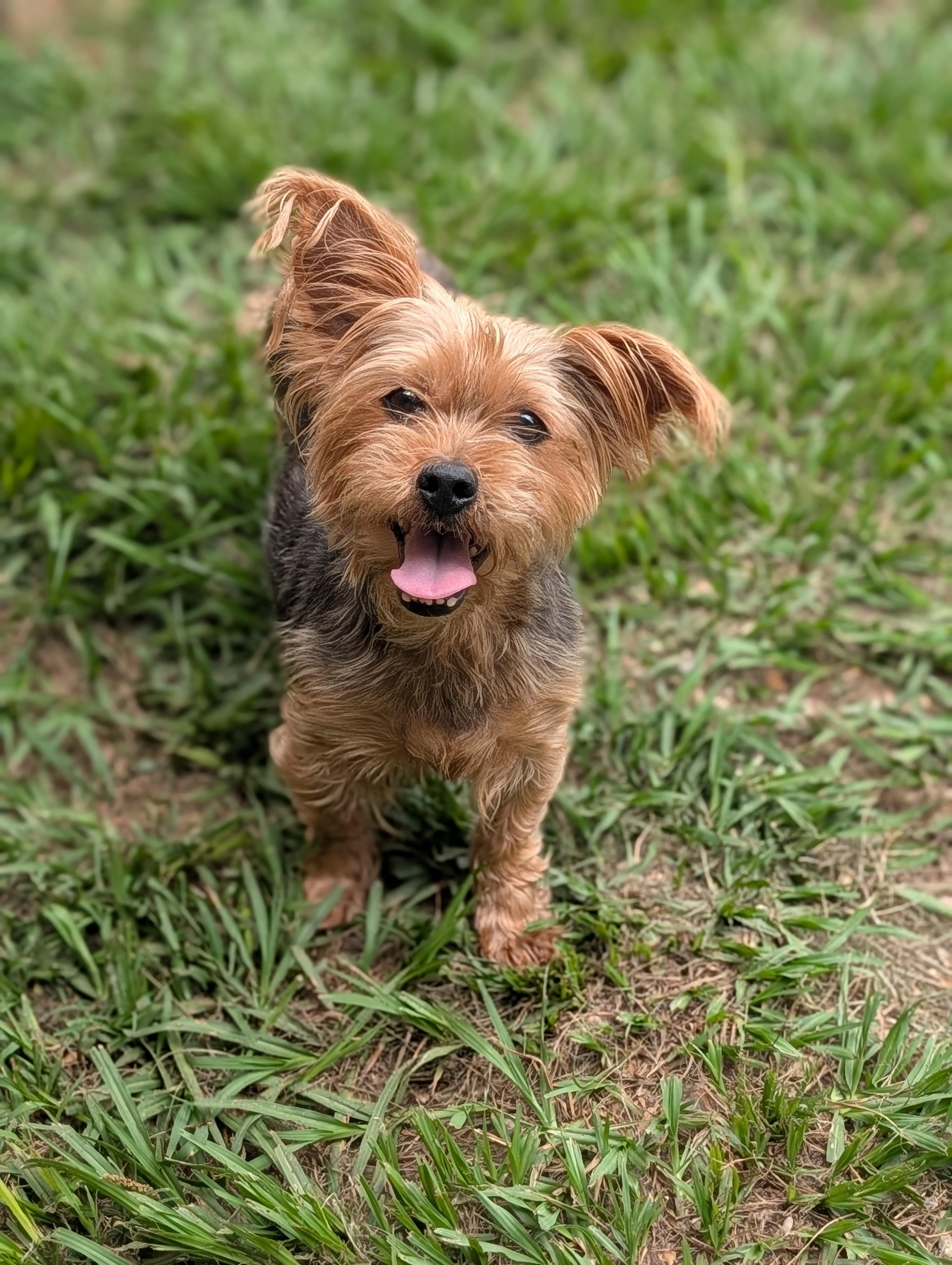 Gidget, adoptable, Senior Female Yorkshire Terrier.
