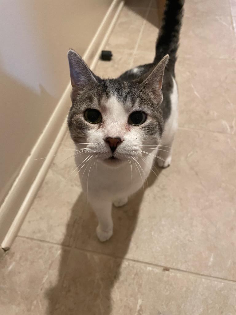 Hedwig the Owl, Adoptable, Senior Female Domestic Short Hair.