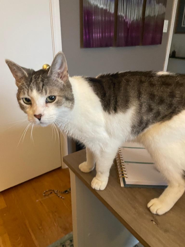 Enlarge Hedwig the Owl, a Adoptable mixed breed in Shawnee, KS image 2/4