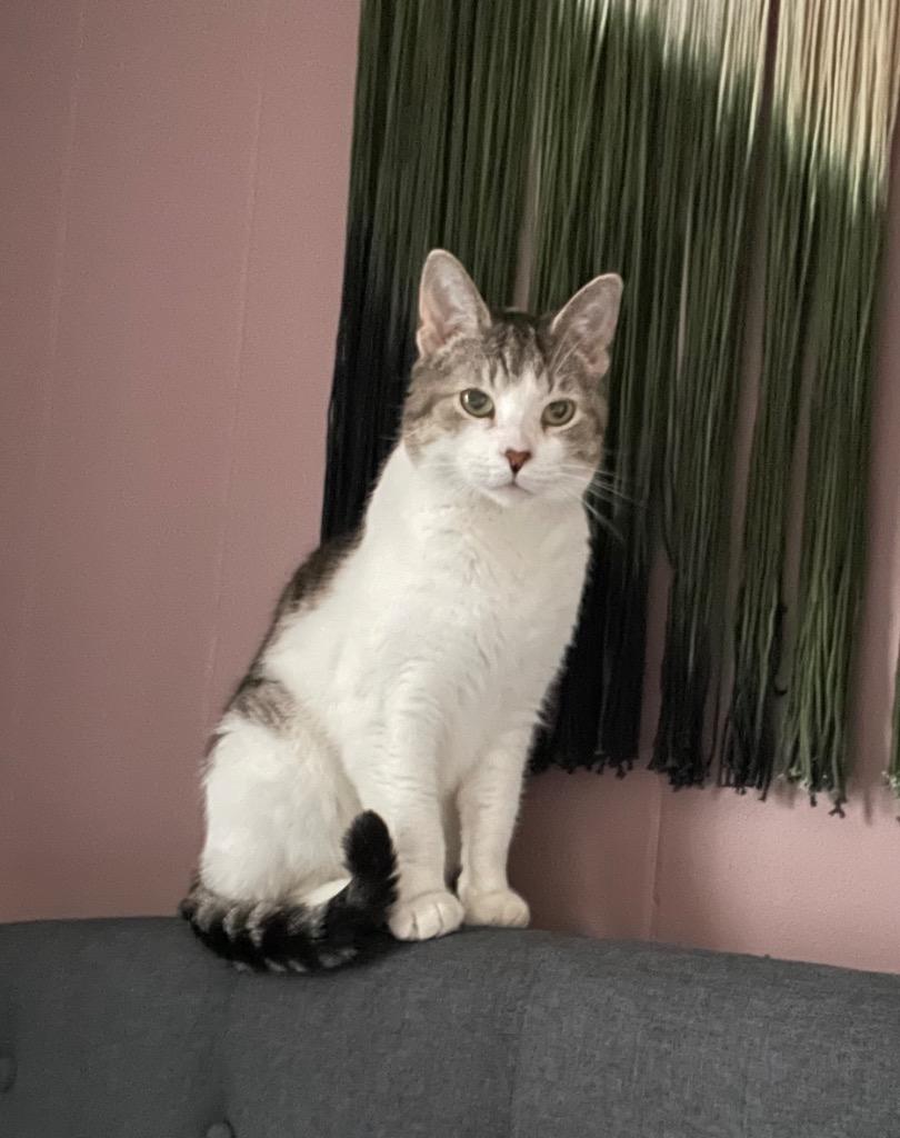 Hedwig the Owl, Adoptable, Senior Female Domestic Short Hair.