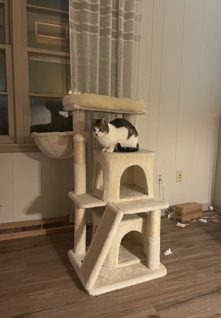 Hedwig The Owl thumbnail 2