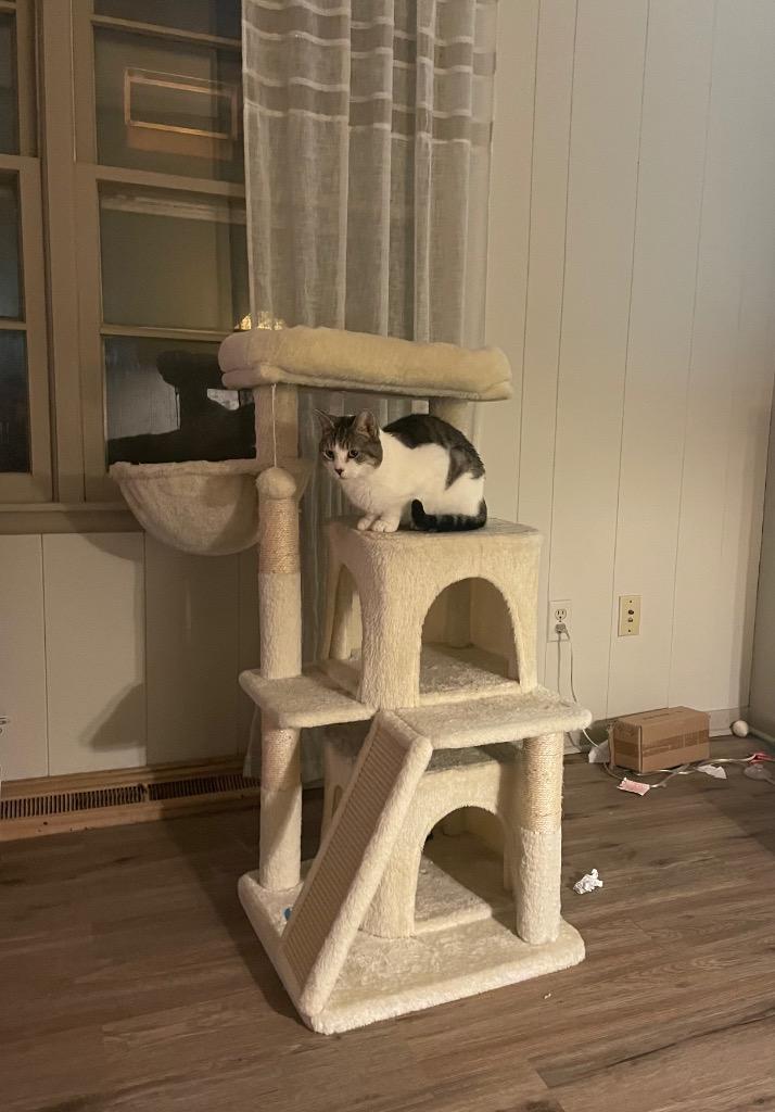 Enlarge Hedwig the Owl, a Adoptable mixed breed in Shawnee, KS image 4/4