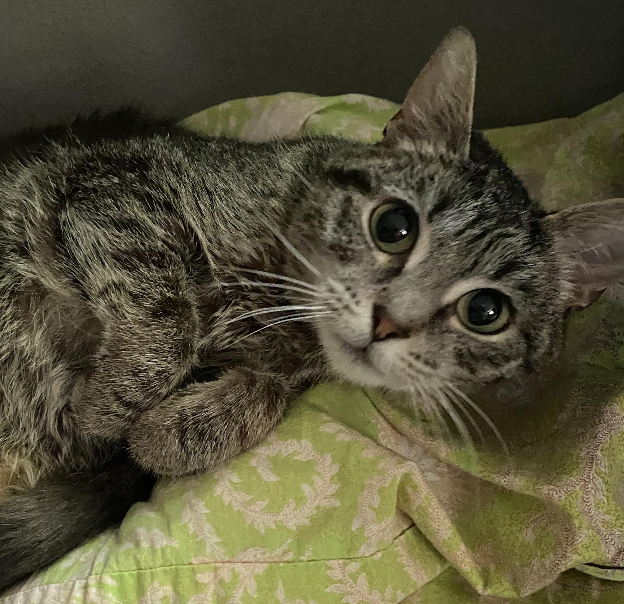 Black Caviar, Young Female Domestic Short Hair