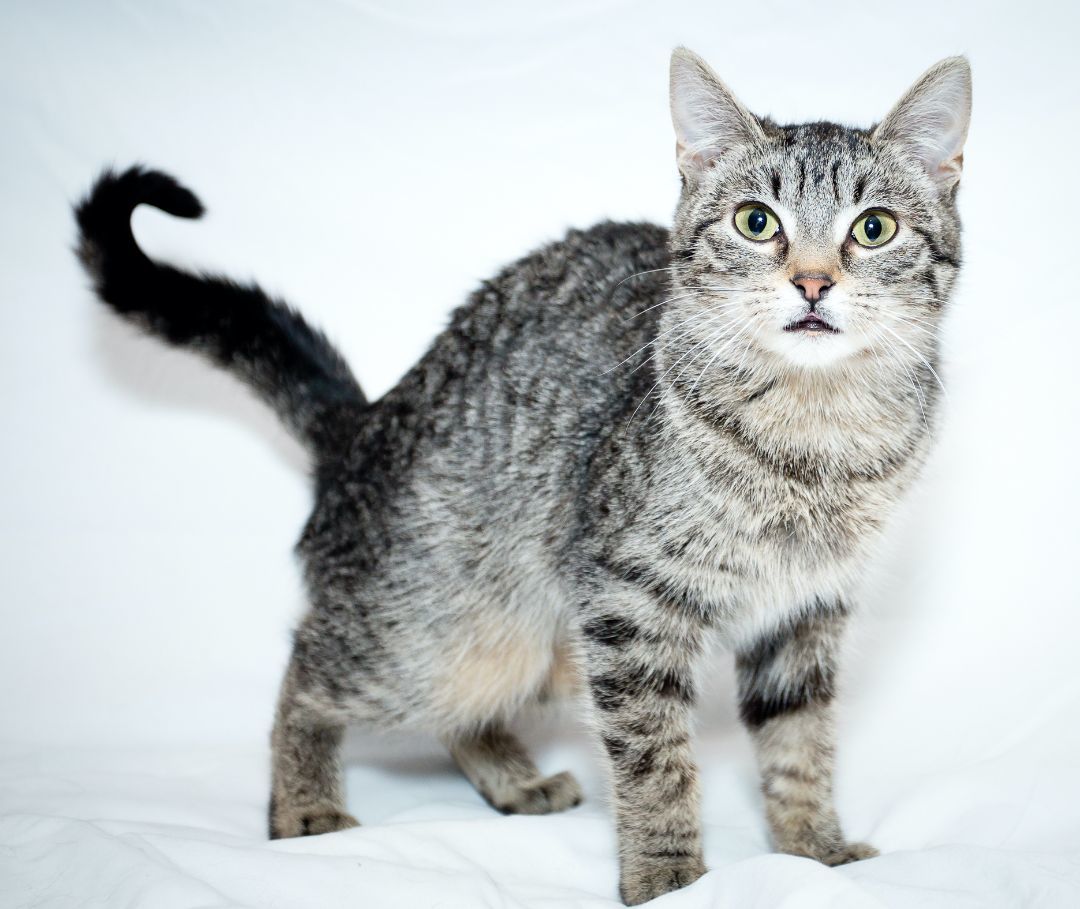 Black Caviar, a Adoptable Domestic Short Hair in Washburn, WI image 2/2