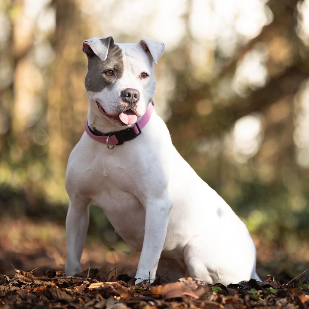 Whisper, Adoptable, Adult Female Pit Bull Terrier.