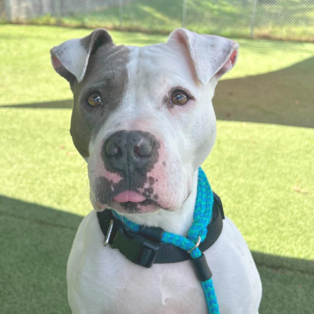 Enlarge Whisper, a Adoptable Pit Bull Terrier in Chattanooga, TN image 1/6