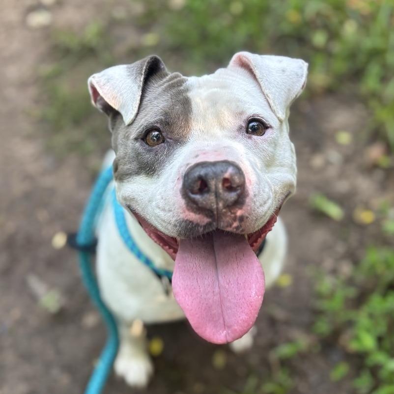 Whisper, Adoptable, Adult Female Pit Bull Terrier.