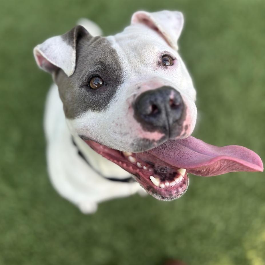 Whisper, Adoptable, Adult Female Pit Bull Terrier.