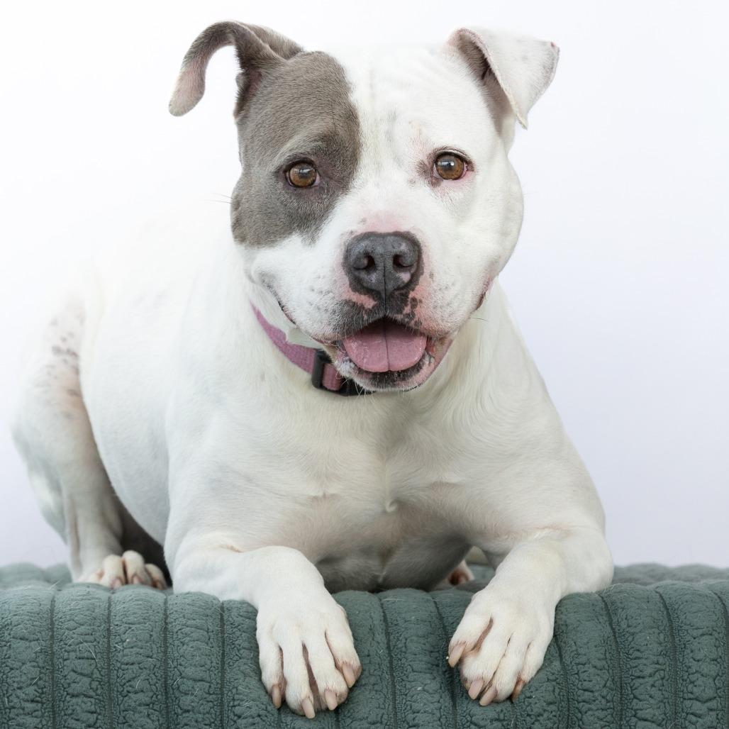 Enlarge Whisper, a Adoptable Pit Bull Terrier in Chattanooga, TN image 3/6