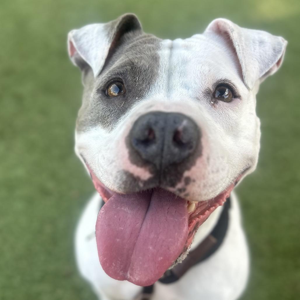 Enlarge Whisper, a Adoptable Pit Bull Terrier in Chattanooga, TN image 5/6