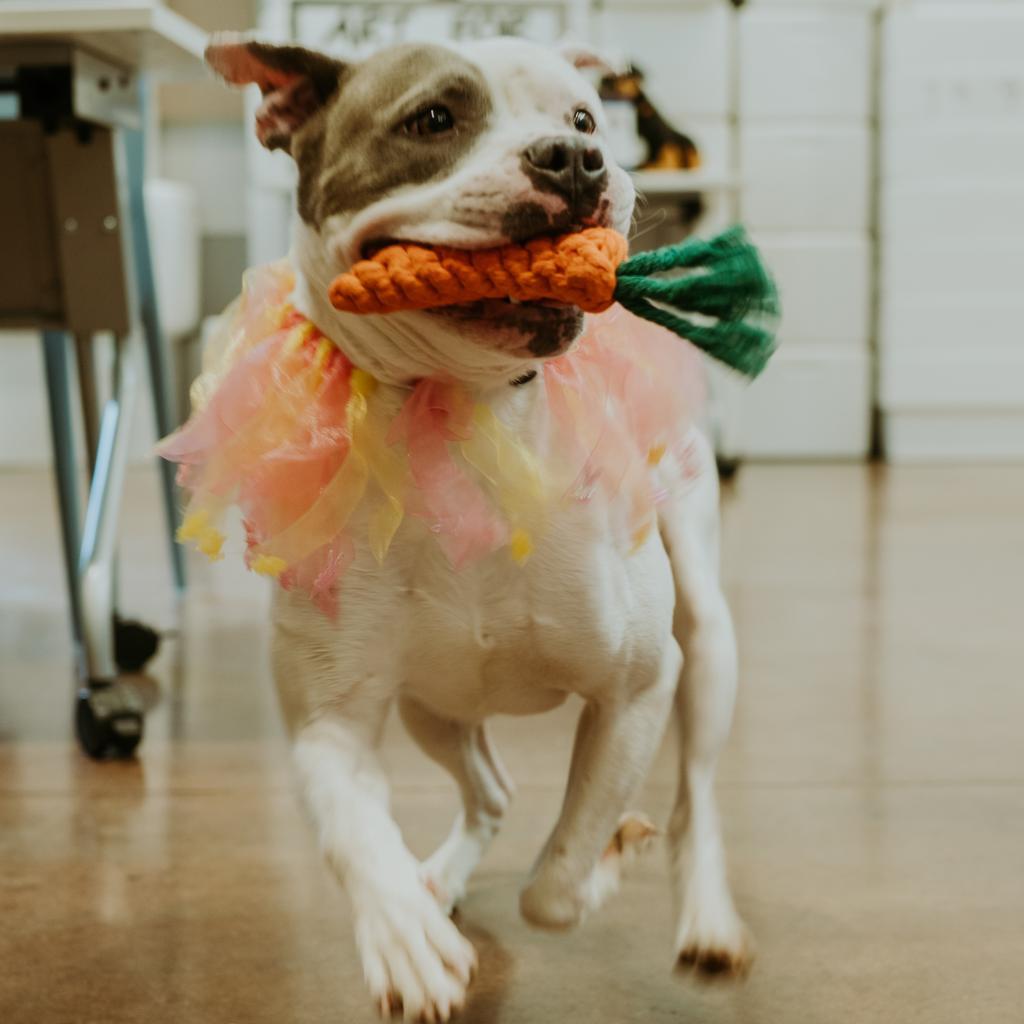 Enlarge Whisper, a Adoptable Pit Bull Terrier in Chattanooga, TN image 6/6