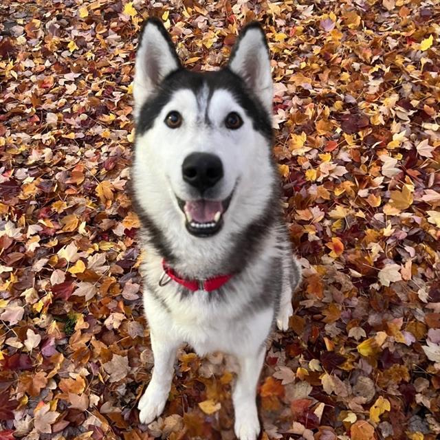 Enlarge LOKI, a Adoptable Husky in Auburn, CA image 1/1
