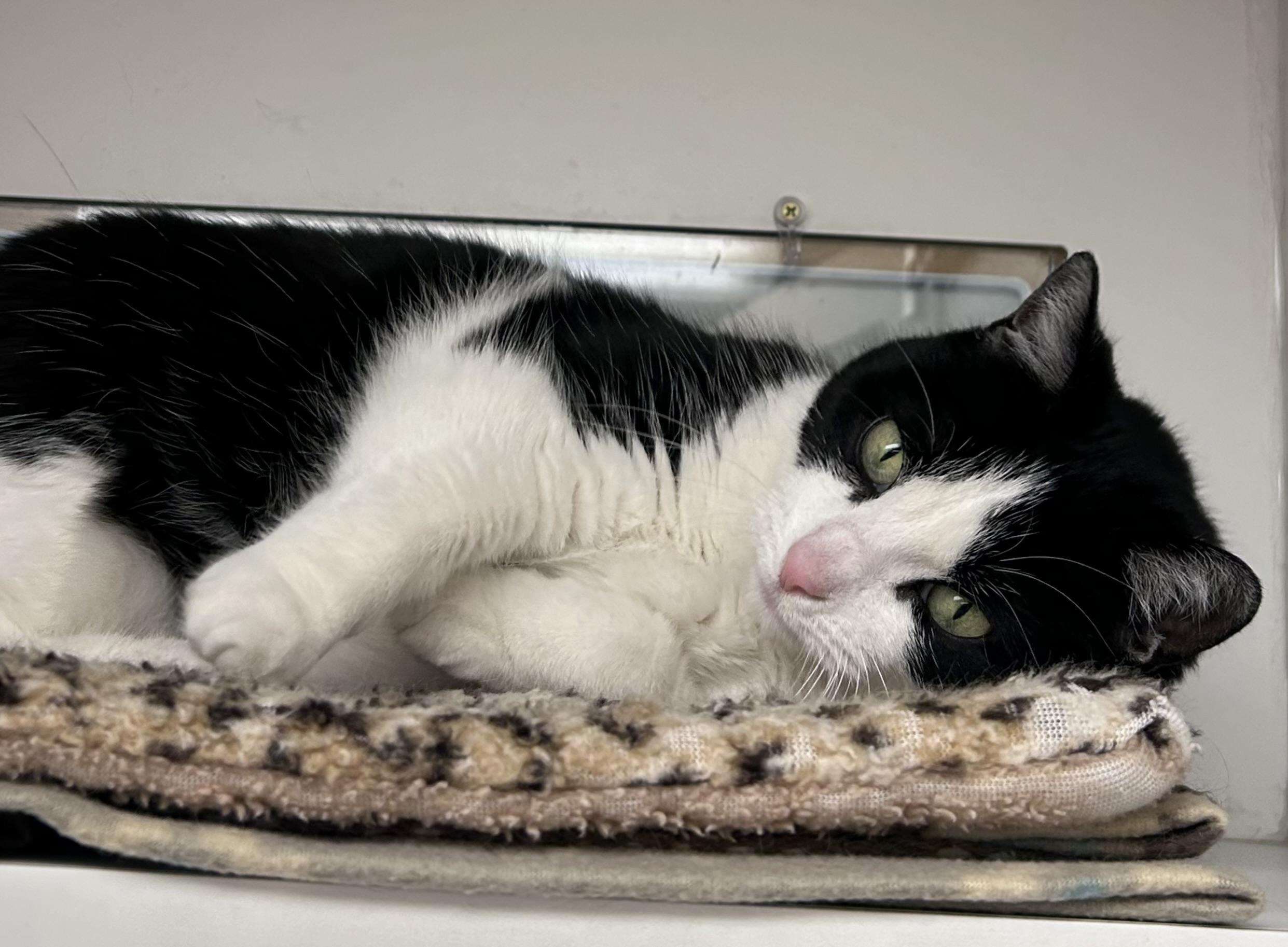 Enlarge Charlotte, a ADOPTABLE Domestic Short Hair in Wallingford, CT image 5/5