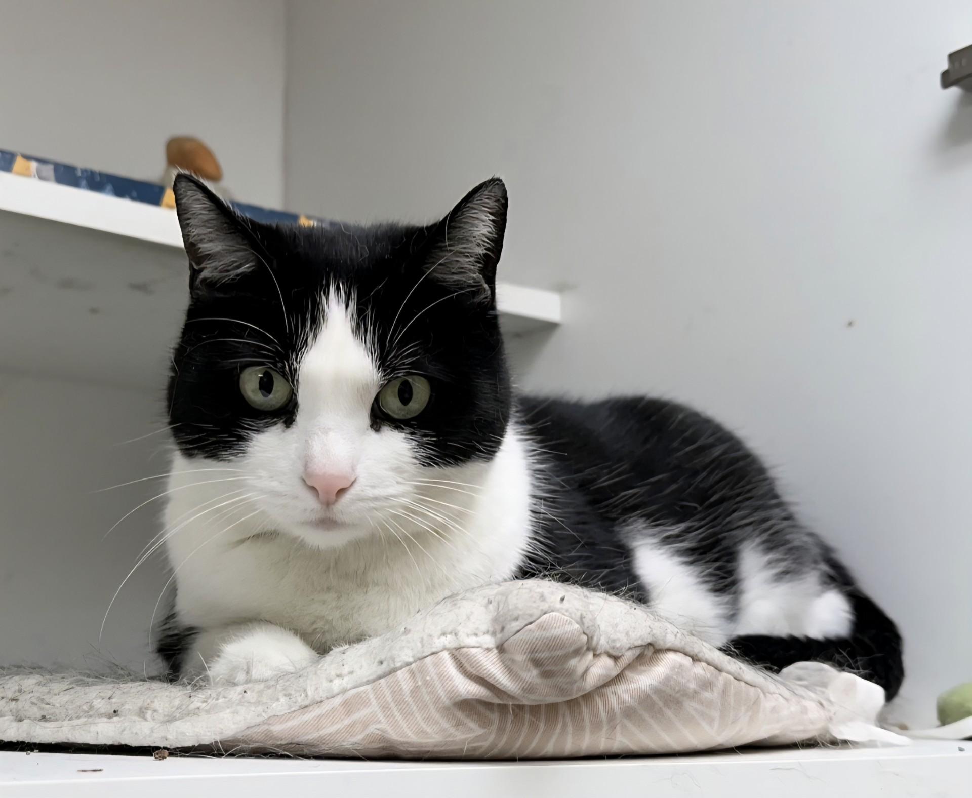 Enlarge Charlotte, a ADOPTABLE Domestic Short Hair in Wallingford, CT image 1/1