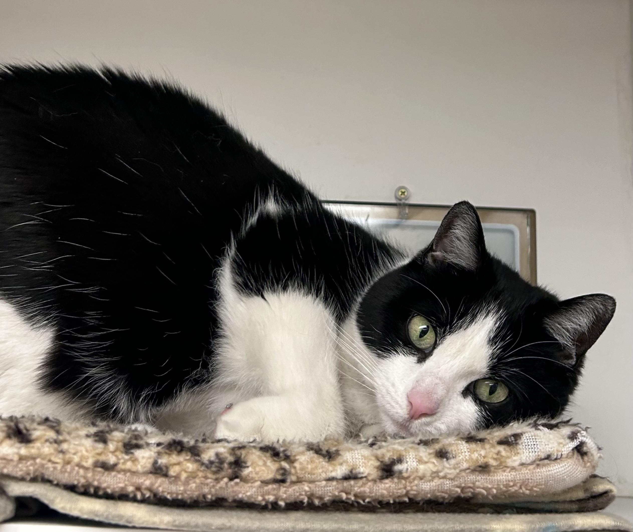 Enlarge Charlotte, a ADOPTABLE Domestic Short Hair in Wallingford, CT image 1/5