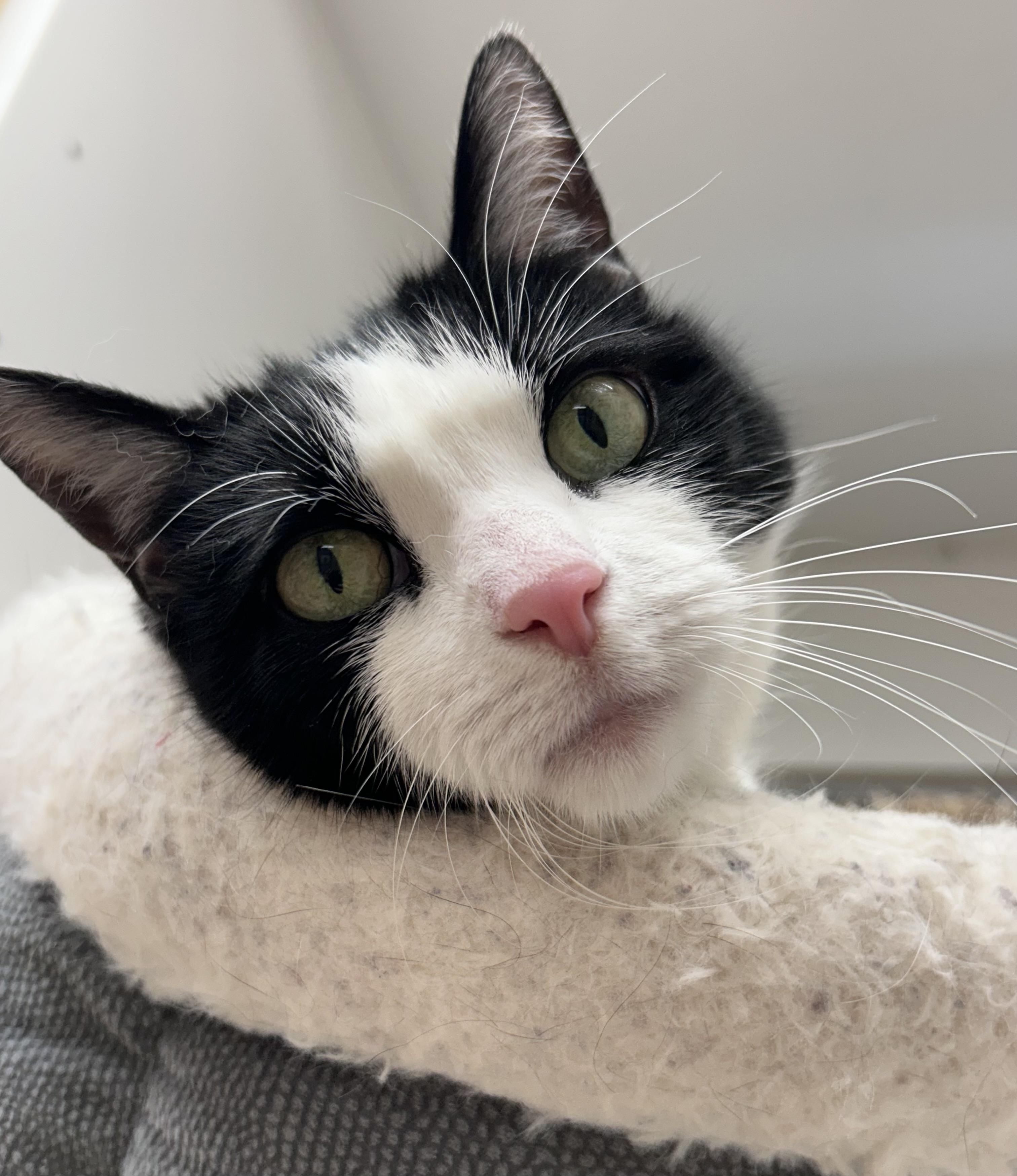 Enlarge Charlotte, a ADOPTABLE Domestic Short Hair in Wallingford, CT image 2/5