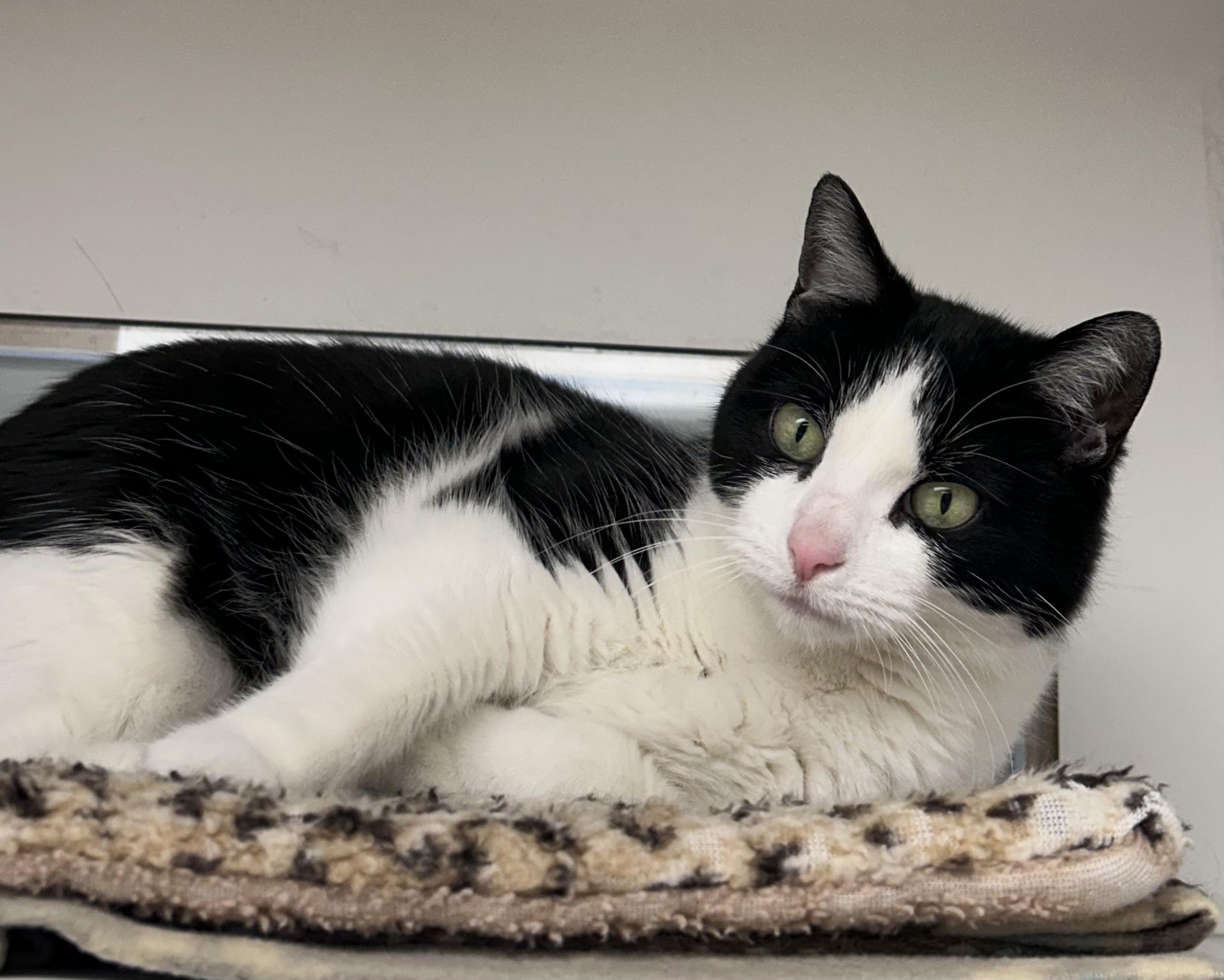 Enlarge Charlotte, a ADOPTABLE Domestic Short Hair in Wallingford, CT image 3/5