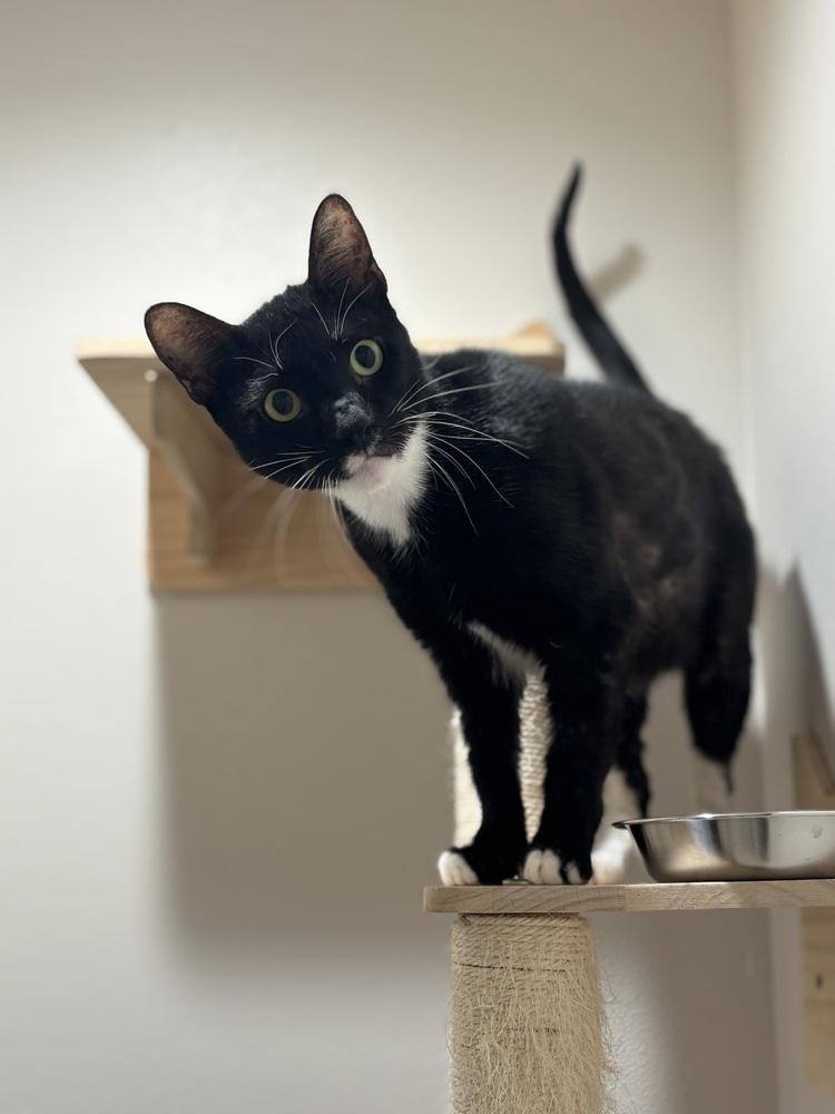 Benedict Bridgerton, Adoptable, Kitten Male Domestic Short Hair & Domestic Short Hair.