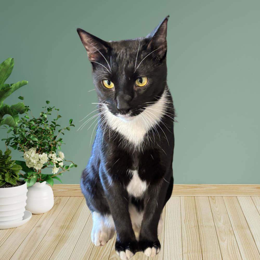 Enlarge Benedict Bridgerton, a Adoptable mixed breed in Dallas, TX image 2/6