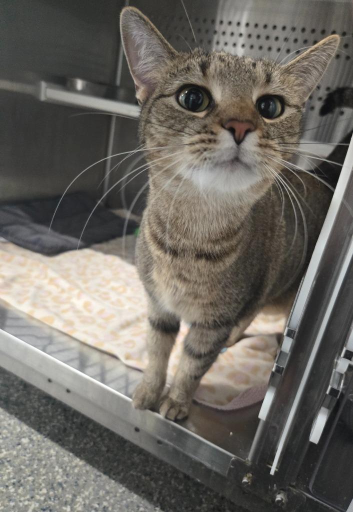 Enlarge Ruth, a Adoptable mixed breed in Dearborn, MI image 1/1