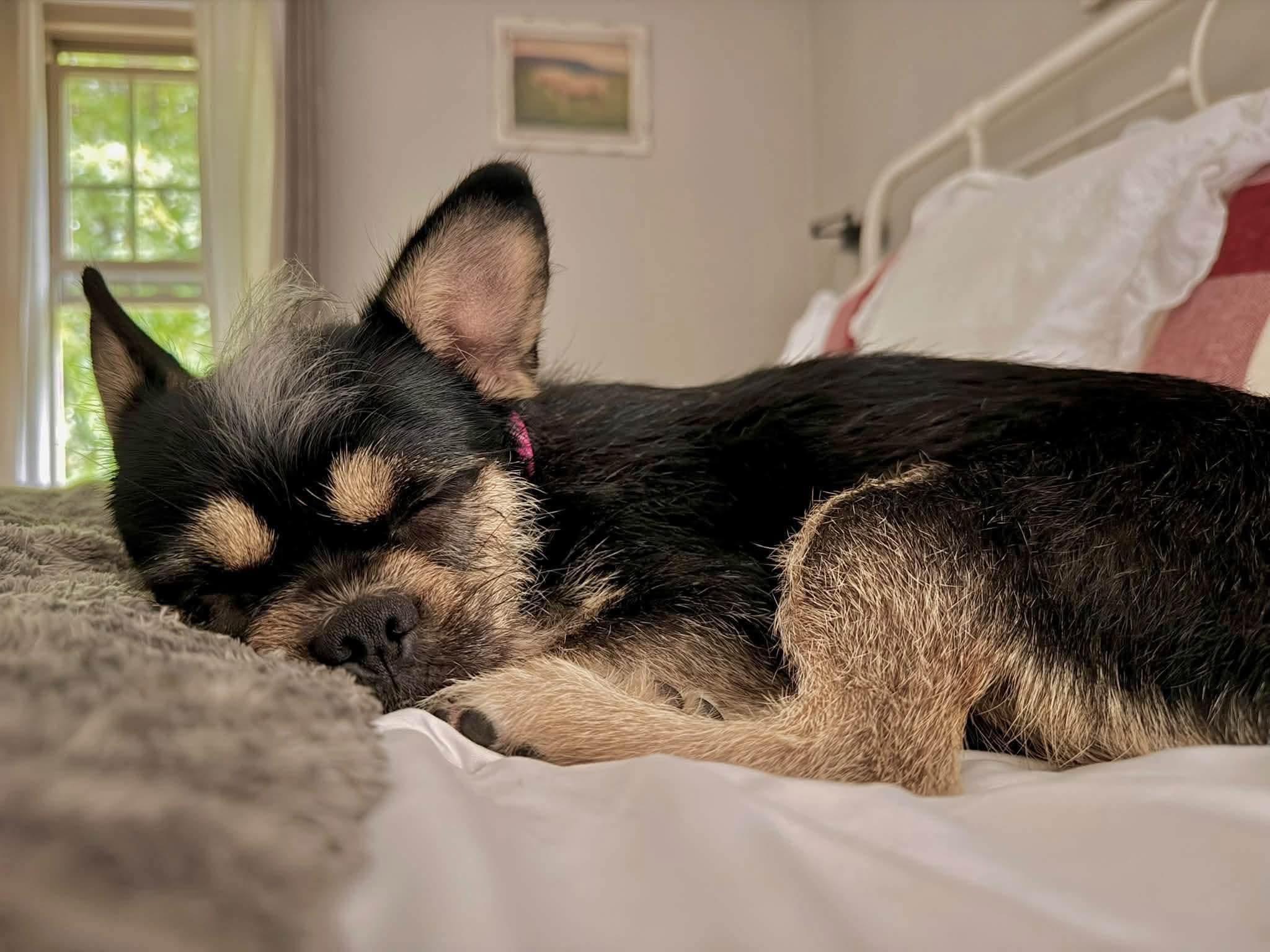 Enlarge Chanel, a Adoption Pending mixed breed in Attleboro, MA image 3/5