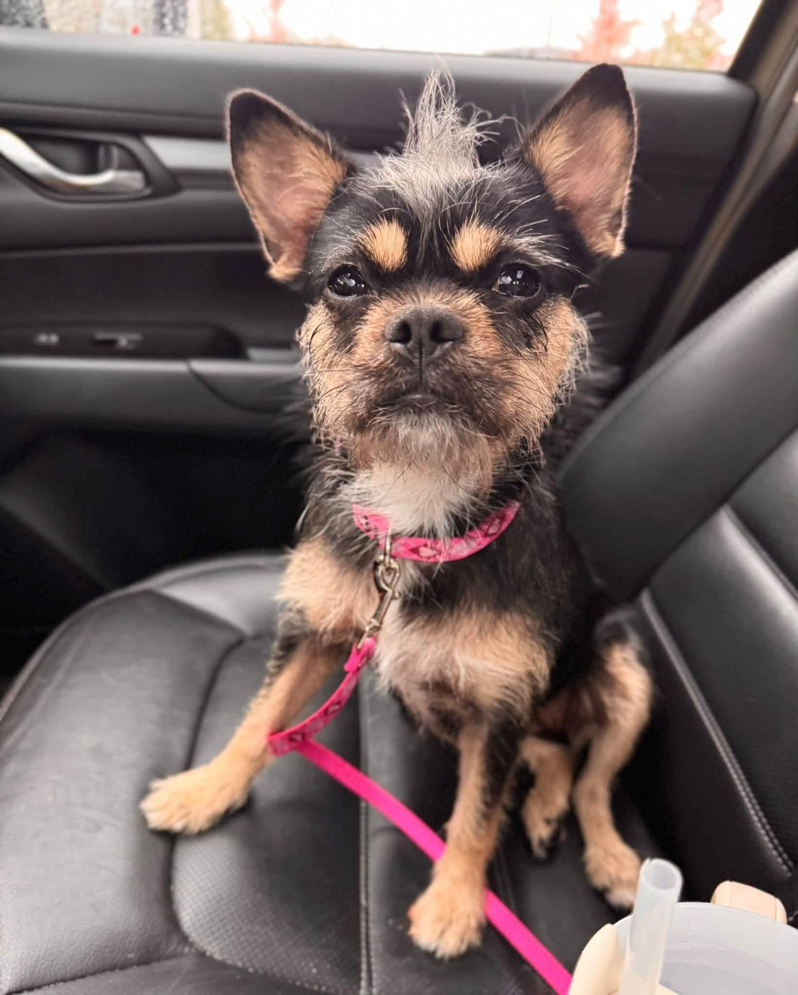 Enlarge Chanel, a Adoption Pending mixed breed in Attleboro, MA image 1/5