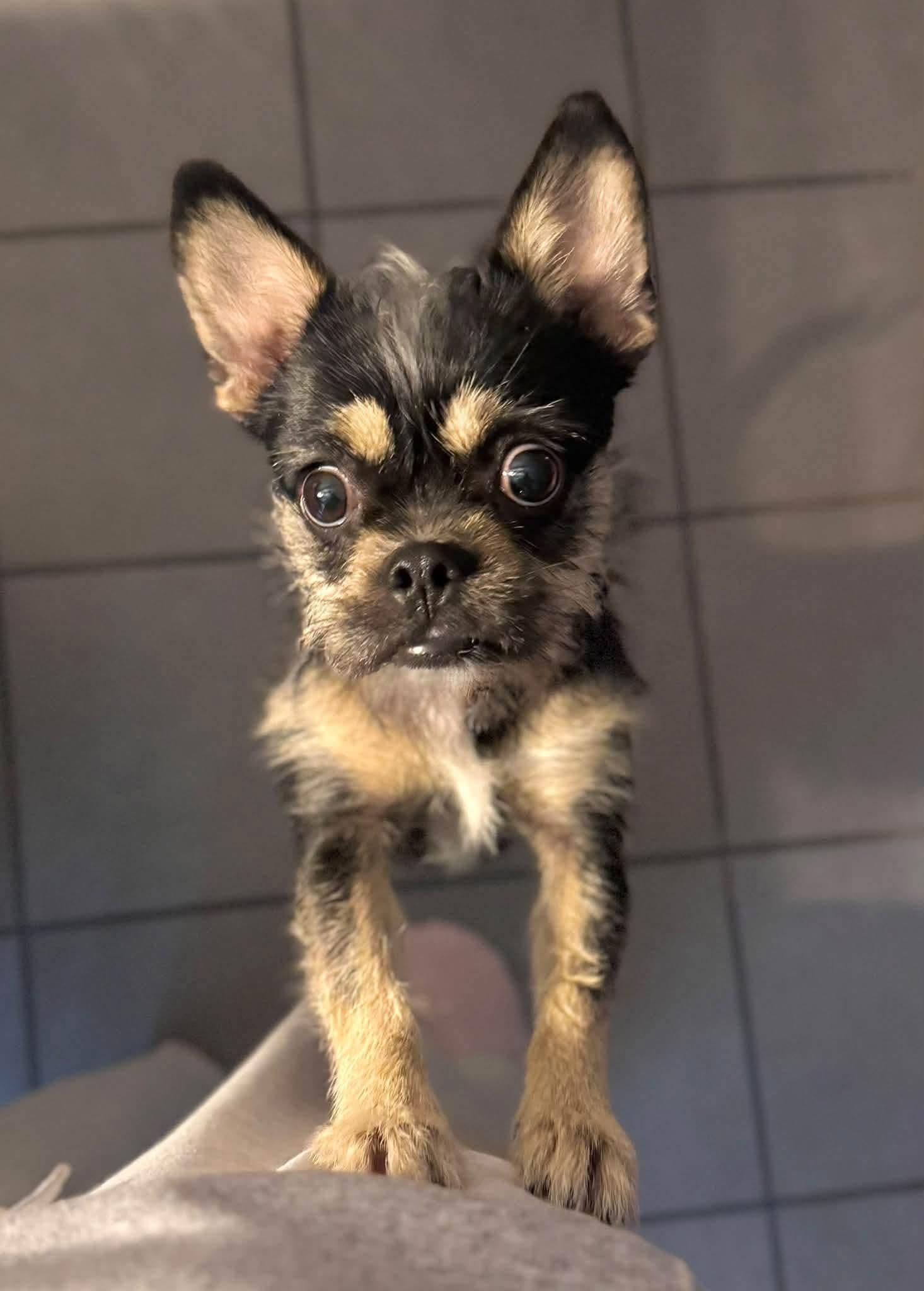 Enlarge Chanel, a Adoption Pending mixed breed in Attleboro, MA image 2/5