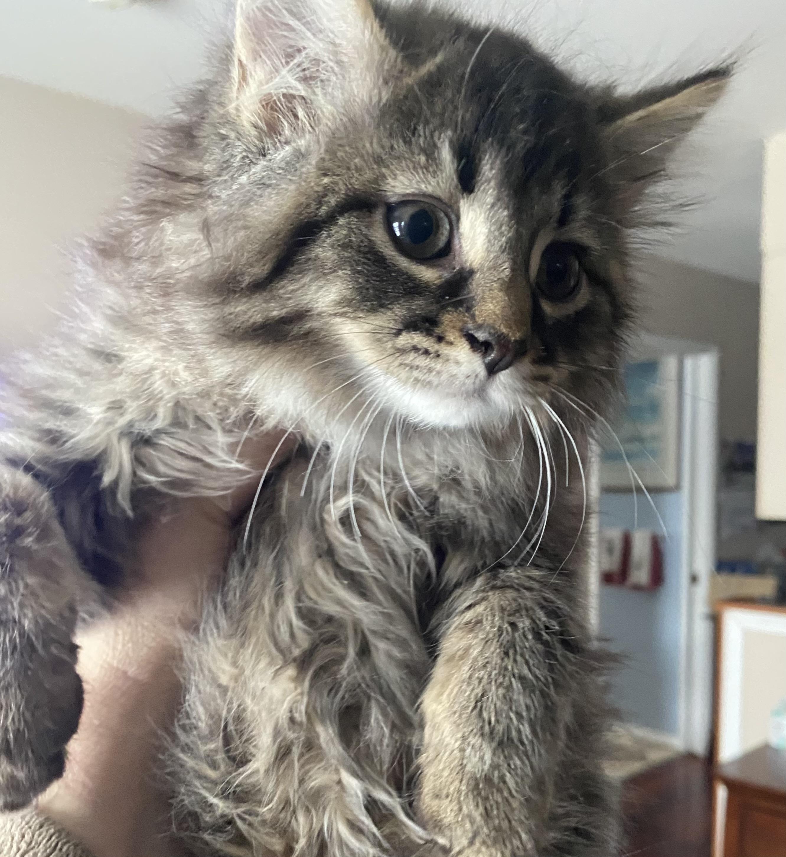 Enlarge Dusty, an adopted Domestic Long Hair in Port Washington, WI image 1/6