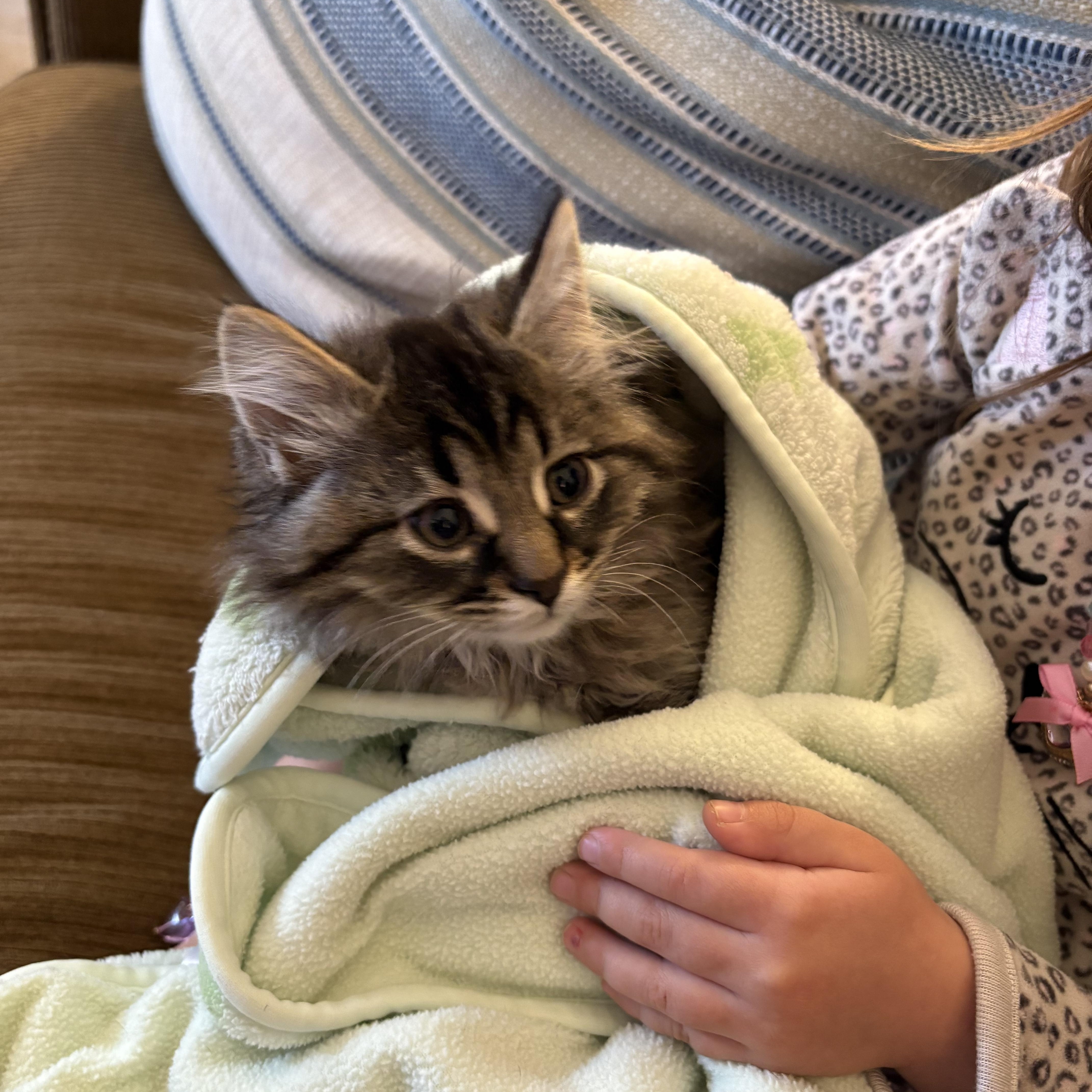 Enlarge Dusty, an adopted Domestic Long Hair in Port Washington, WI image 2/6