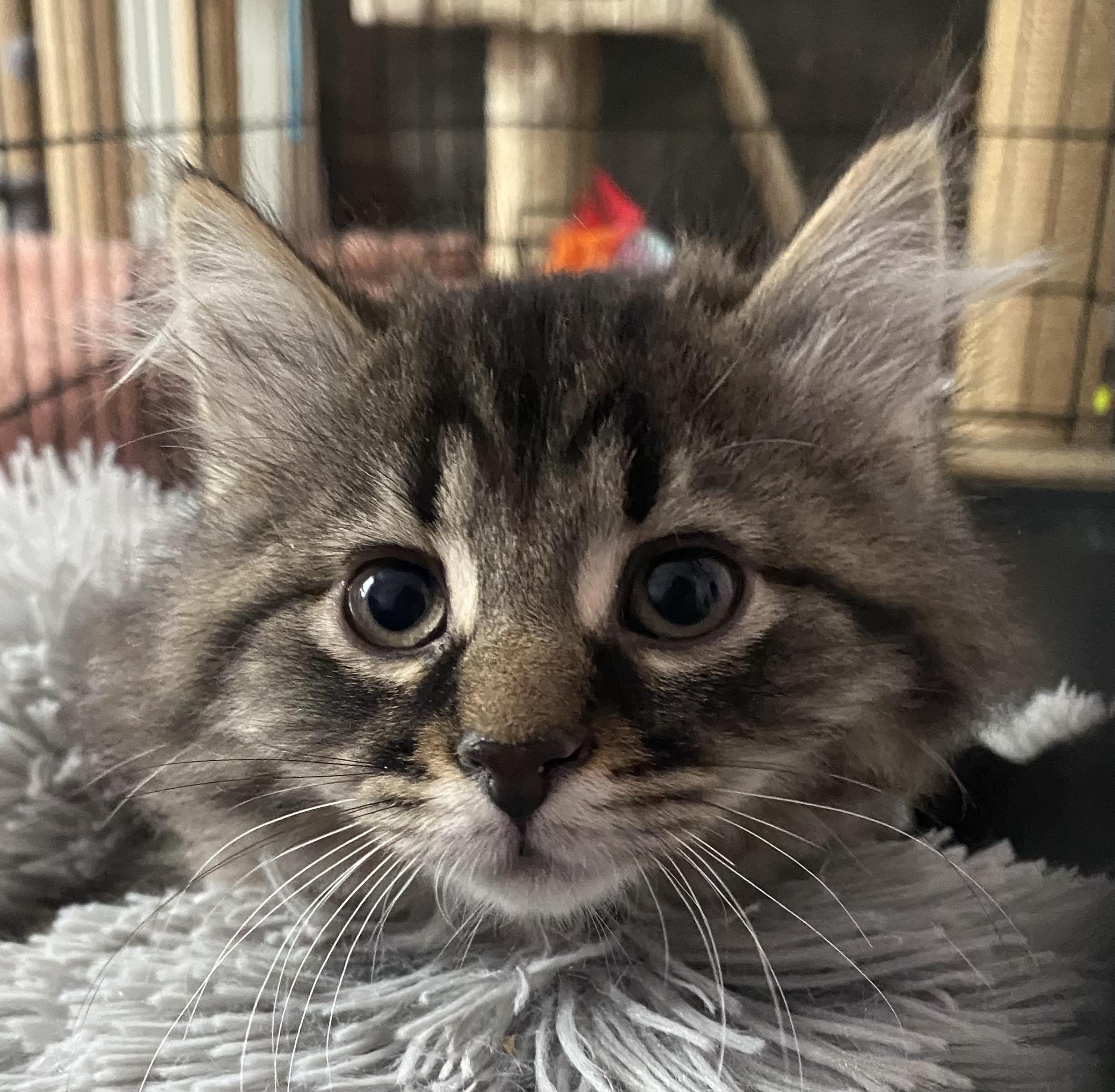 Enlarge Dusty, an adopted Domestic Long Hair in Port Washington, WI image 3/6
