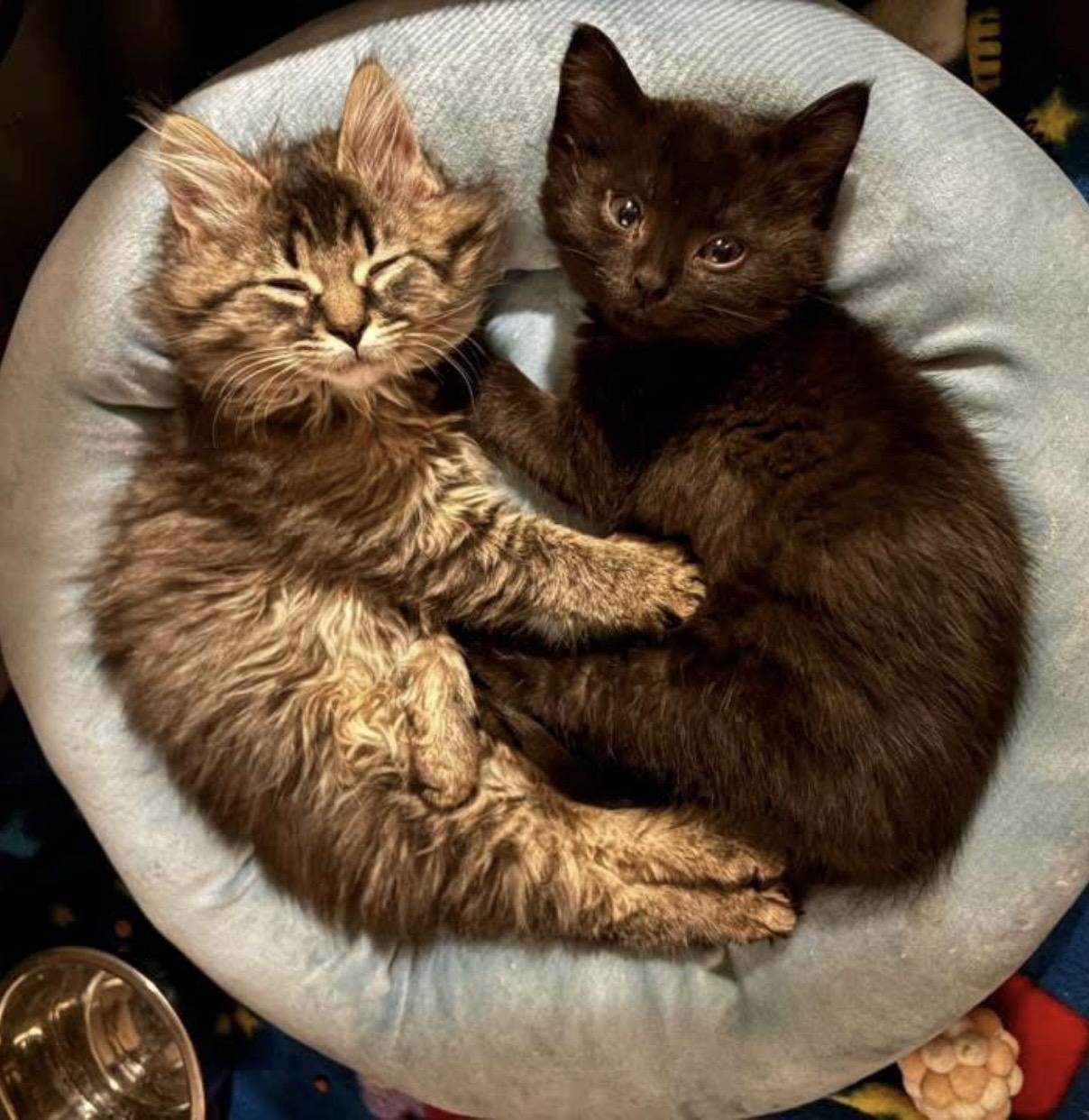 Enlarge Dusty, an adopted Domestic Long Hair in Port Washington, WI image 4/6