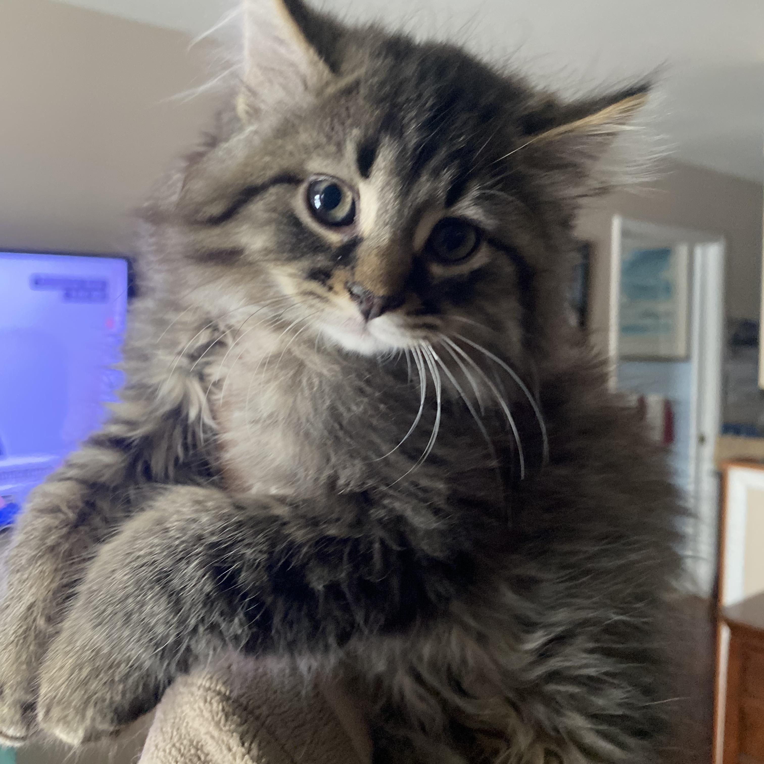 Enlarge Dusty, an adopted Domestic Long Hair in Port Washington, WI image 5/6