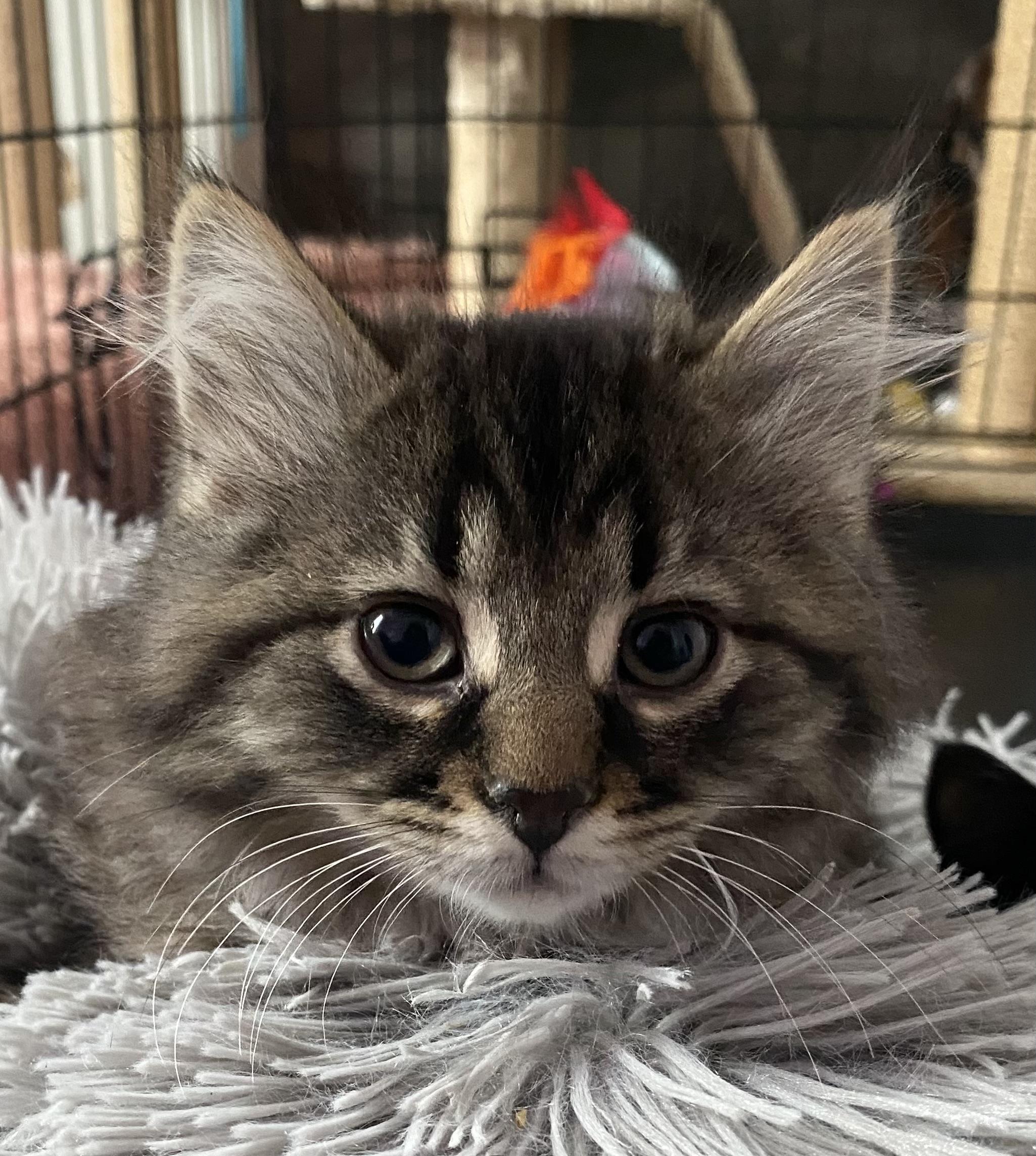 Enlarge Dusty, an adopted Domestic Long Hair in Port Washington, WI image 6/6