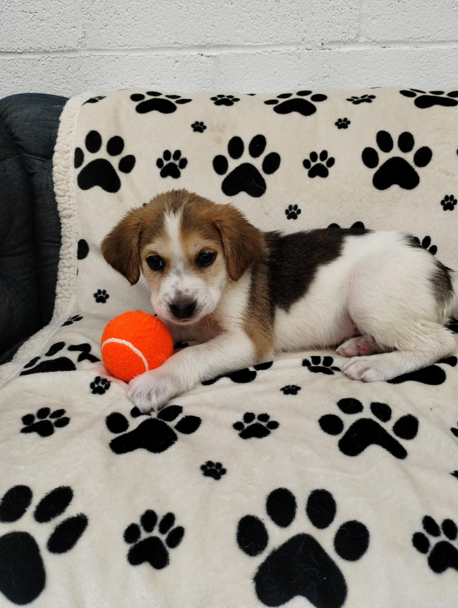 Enlarge Kaesyn, a Adoptable Beagle in York, SC image 3/3
