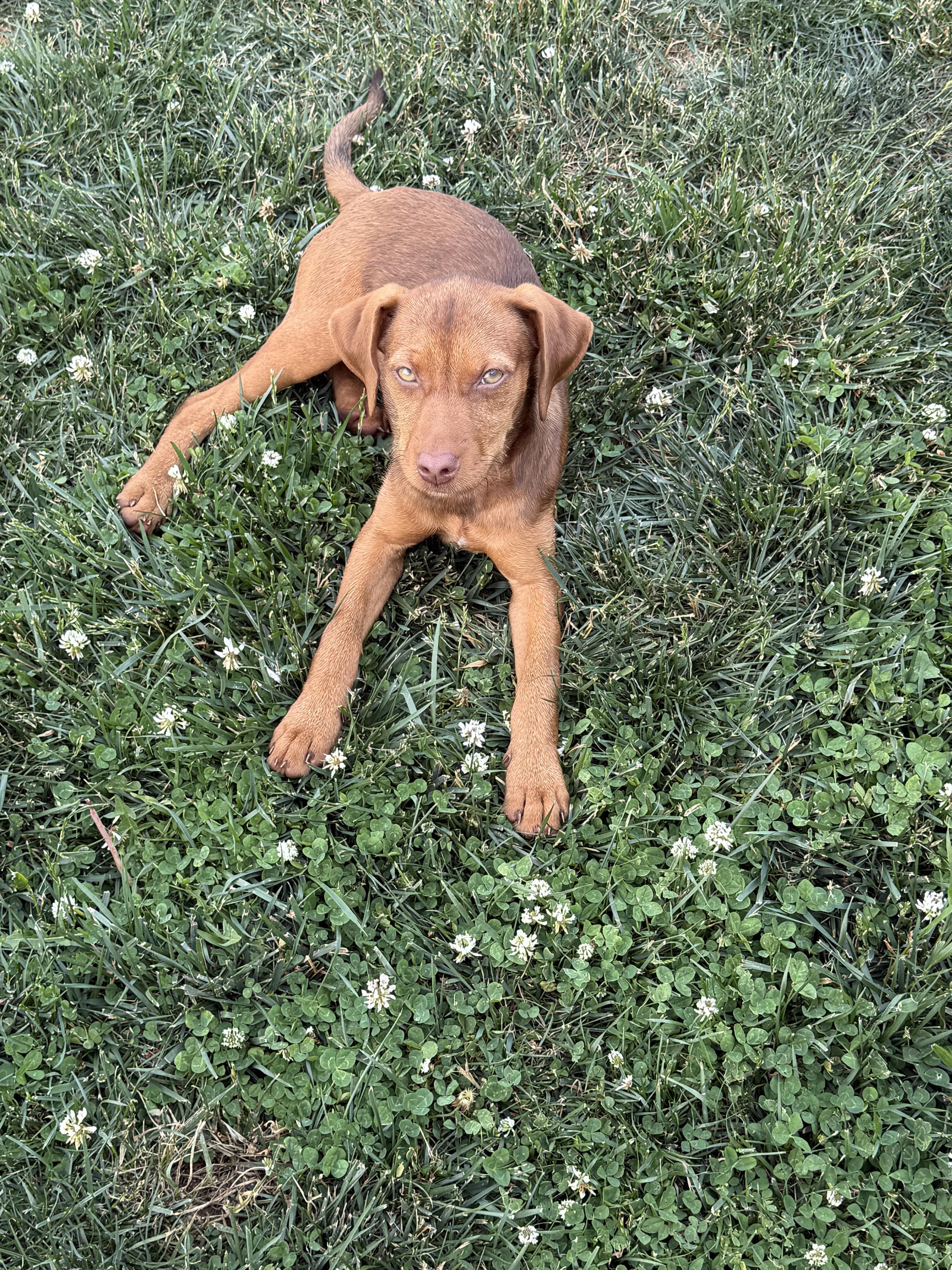 Ruby, a ADOPTABLE mixed breed in Stuarts Draft, VA image 5/5