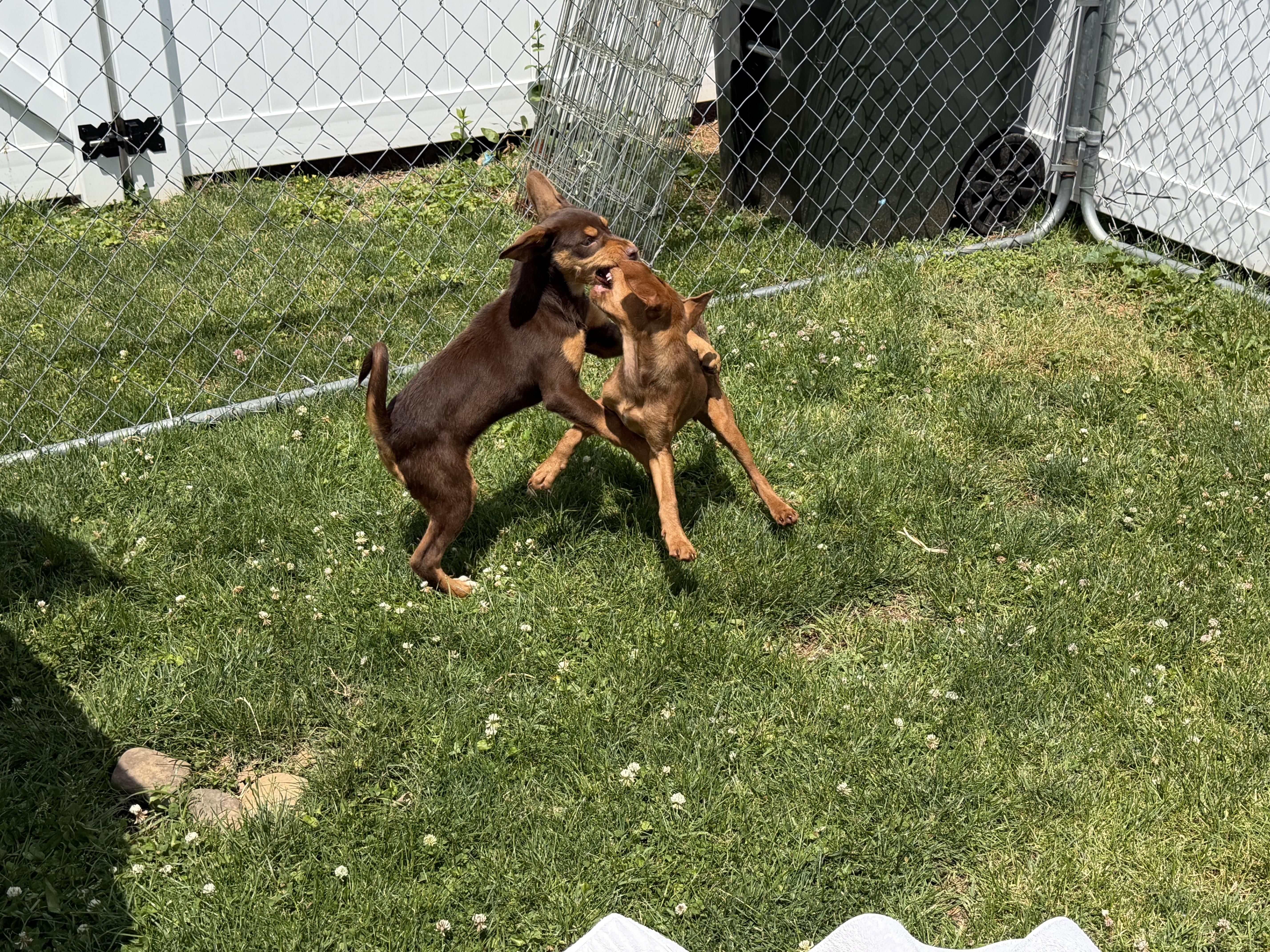 Ruby, a ADOPTABLE mixed breed in Stuarts Draft, VA image 2/5