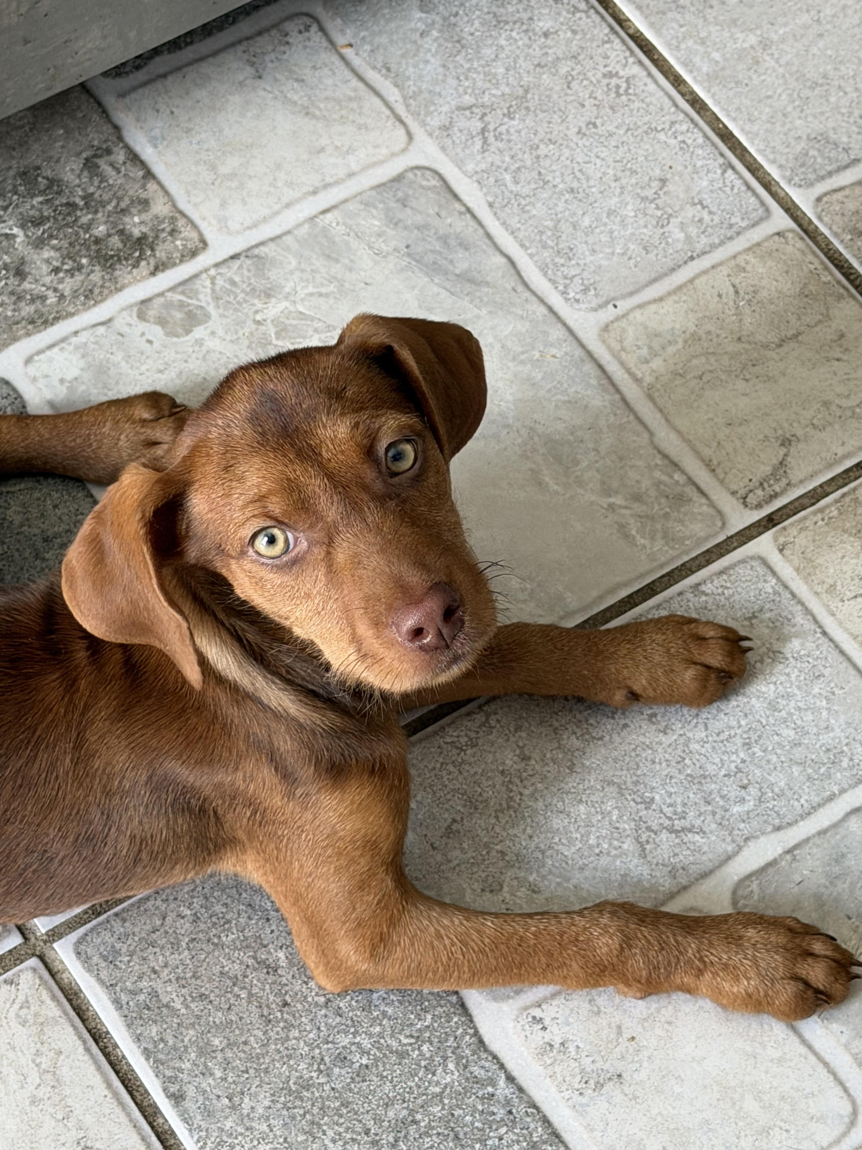 Ruby, a ADOPTABLE mixed breed in Stuarts Draft, VA image 1/5