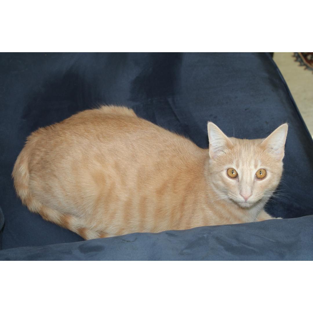 Niall, Adoptable, Young Male Tabby & Domestic Short Hair.