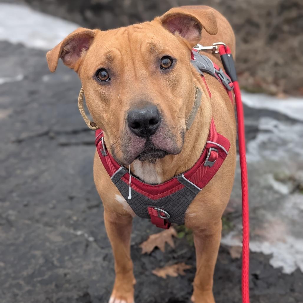Enlarge Buddy, a Adoptable mixed breed in Watertown, NY image 1/6