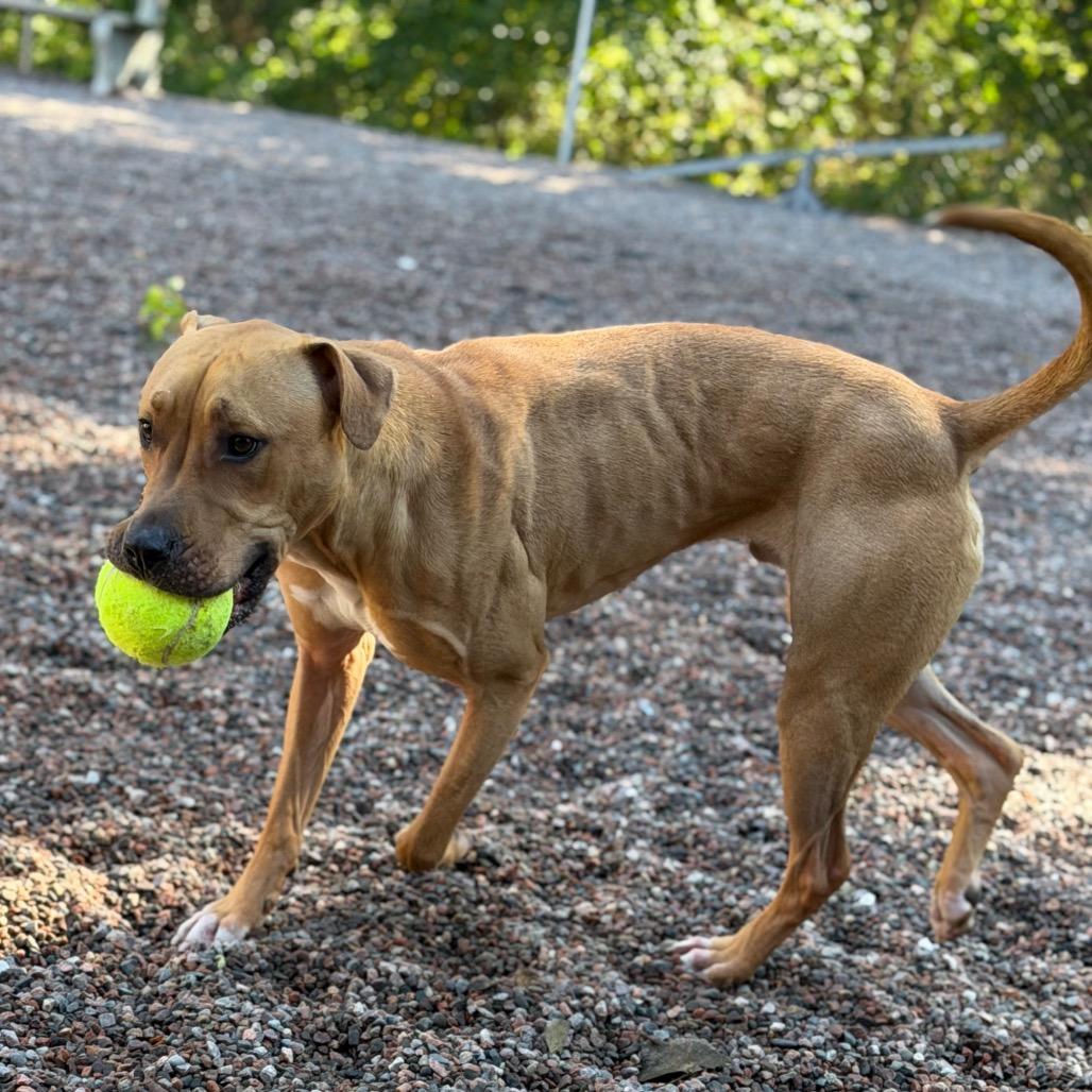 Enlarge Buddy, a Adoptable mixed breed in Watertown, NY image 2/6