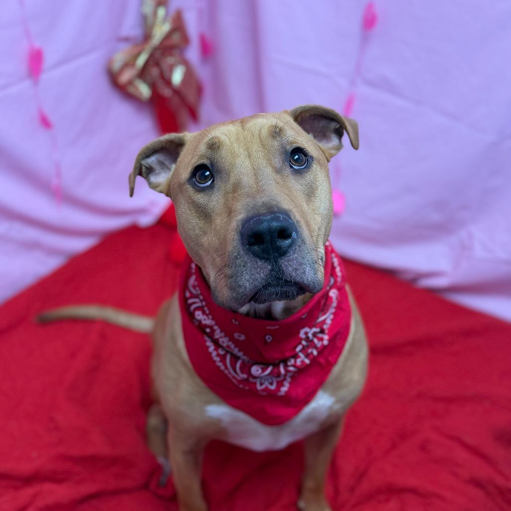 Enlarge Buddy, a Adoptable mixed breed in Watertown, NY image 4/6