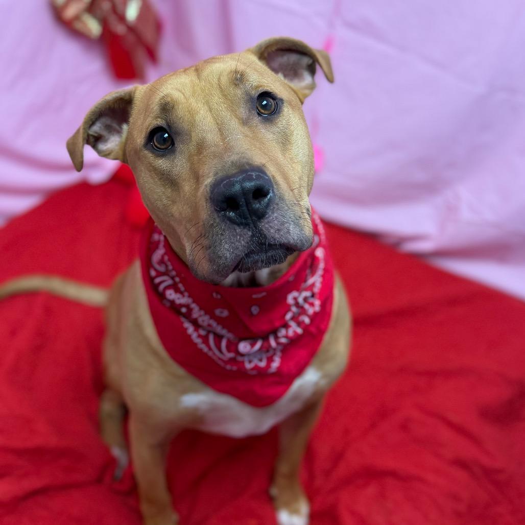Enlarge Buddy, a Adoptable mixed breed in Watertown, NY image 6/6